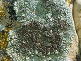 Lecanora muralis image