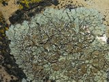 Lecanora muralis image