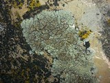 Lecanora muralis image