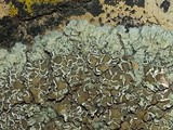 Lecanora muralis image