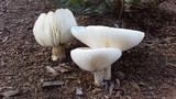 Melanoleuca verrucipes image