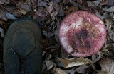Russula vinacea image