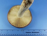 Russula vinacea image