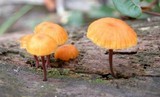 Xeromphalina kauffmanii image