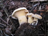 Cantharellus formosus image