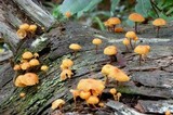 Xeromphalina kauffmanii image