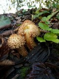 Pholiota squarrosa image