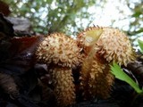 Pholiota squarrosa image