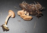 Clitocybe albirhiza image