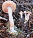 Clitocybe albirhiza image