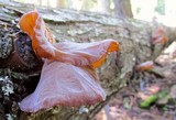 Auricularia americana image