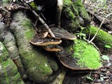 Fuscoporia torulosa image