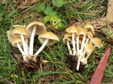 Psathyrella piluliformis image