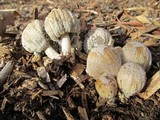 Coprinellus flocculosus image