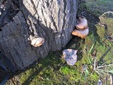 Pleurotus populinus image