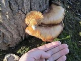 Pleurotus populinus image