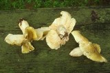 Tricholoma saponaceum image