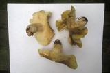 Tricholoma saponaceum image