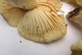 Tricholoma saponaceum image
