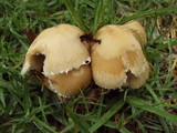 Psathyrella piluliformis image