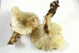 Tricholoma saponaceum image