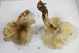 Tricholoma saponaceum image