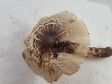 Tricholoma saponaceum image