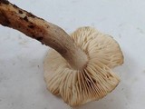 Tricholoma saponaceum image