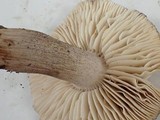 Tricholoma saponaceum image