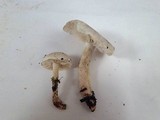 Tricholoma saponaceum image