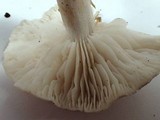 Tricholoma saponaceum image