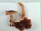 Tricholoma imbricatum image