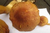 Tricholomopsis rutilans image
