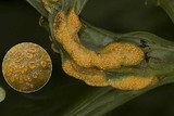 Image of Puccinia aconiti-rubri