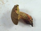 Boletus chrysenteron image
