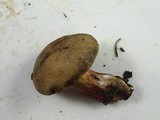 Boletus chrysenteron image