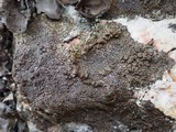 Protoparmelia badia image