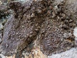 Protoparmelia badia image