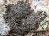 Protoparmelia badia image