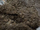 Protoparmelia badia image