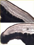 Protoparmelia badia image