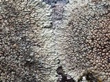 Lecanora muralis image