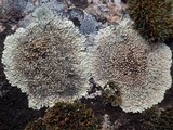 Lecanora muralis image