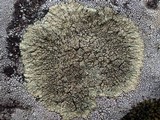 Lecanora muralis image