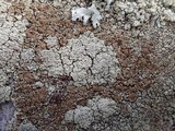 Lecanora muralis image
