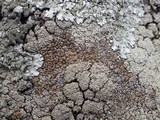 Lecanora muralis image