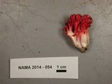 Ramaria araiospora image