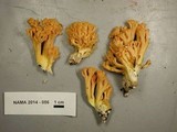 Ramaria aurantiisiccescens image