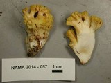 Ramaria celerivirescens image