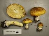 Floccularia albolanaripes image